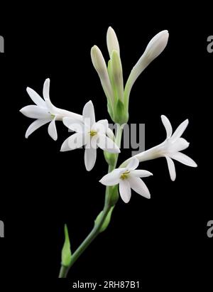 Tuberosenblüten und Knospen auf schwarzem Hintergrund isoliert Stockfoto