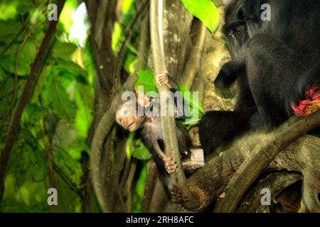 Ein Nachwuchs aus Makaken (Macaque nigra) spielt in der Nähe einer erwachsenen weiblichen Person auf einem Baum im Wald von Tangkoko, North Sulawesi, Indonesien. Das Alter zwischen fünf Monaten und einem Jahr ist die Phase des Lebens eines Makaken, in der die Säuglingssterblichkeit am höchsten ist. Primate Wissenschaftler des Macaca Nigra Project beobachteten, dass 17 der 78 Säuglinge (22 %) im ersten Lebensjahr verschwanden. Acht dieser 17 Toten wurden mit großen Stichwunden gefunden. Ein weiterer Primatenwissenschaftler, J. P. Higham, fügte hinzu, dass "Säuglingspolizisten immer häufiger verschwinden, nach der Ankunft eines neuen Alpha-Mannes in... Stockfoto