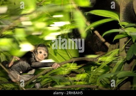 Ein Nachwuchs aus Makaken (Macaque nigra) spielt in der Nähe einer erwachsenen weiblichen Person auf einem Baum im Wald von Tangkoko, North Sulawesi, Indonesien. Das Alter zwischen fünf Monaten und einem Jahr ist die Phase des Lebens eines Makaken, in der die Säuglingssterblichkeit am höchsten ist. Primate Wissenschaftler des Macaca Nigra Project beobachteten, dass 17 der 78 Säuglinge (22 %) im ersten Lebensjahr verschwanden. Acht dieser 17 Toten wurden mit großen Stichwunden gefunden. Ein weiterer Primatenwissenschaftler, J. P. Higham, fügte hinzu, dass "Säuglingspolizisten immer häufiger verschwinden, nach der Ankunft eines neuen Alpha-Mannes in... Stockfoto