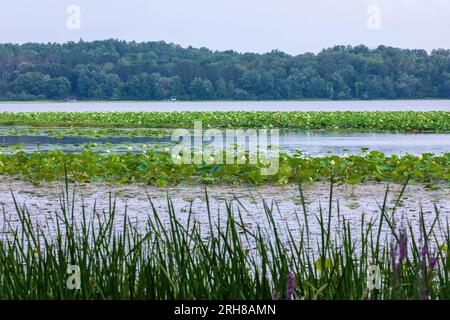 Schöne Lotuspflanzen und -Blumen, Nelumbo-Nucifera, symbolisierend für Reinheit, spirituelle Erleuchtung und Wiedergeburt, wächst im Überfluss am Lotus Lake. Stockfoto