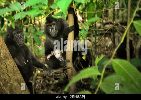 Porträt zweier weiblicher Individuen von Kammmakaken (Macaca nigra) mit einem Säugling im Tangkoko-Wald, North Sulawesi, Indonesien. Das Alter zwischen fünf Monaten und einem Jahr ist die Phase des Lebens eines Makaken, in der die Säuglingssterblichkeit am höchsten ist. Primate Wissenschaftler des Macaca Nigra Project beobachteten, dass 17 der 78 Säuglinge (22 %) im ersten Lebensjahr verschwanden. Acht dieser 17 Toten wurden mit großen Stichwunden gefunden. Ein weiterer Primatenwissenschaftler, J. P. Higham, fügte hinzu, dass "Säuglingspolizisten immer häufiger verschwinden, nach der Ankunft eines neuen Alpha-Mannes in... Stockfoto