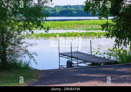 Legen Sie an der Küste an, mit wunderschönen Lotuspflanzen und Blumen, Nelumbo-Nucifera, die Reinheit, spiralförmige Erleuchtung und Wiedergeburt in Hülle und Fülle symbolisieren. Stockfoto