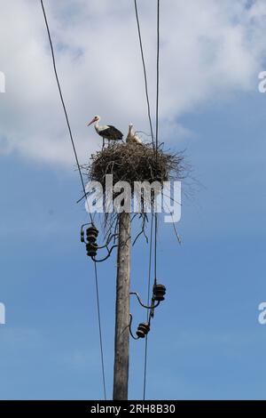 Zwei Störche in einem Nest auf einem Telefonmast mit blauem Himmel und Wolken in Aizkraukle, Lettland Stockfoto