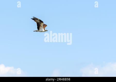 Osprey im Flug über den Lake Pontchartrain in Metairie, Louisiana, USA Stockfoto