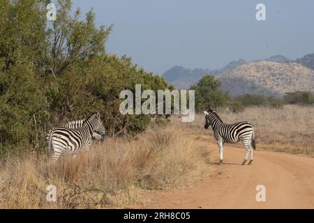 Drei Zebras überqueren die Straße in Afrika. Stockfoto