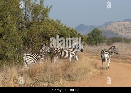 Drei Zebras überqueren die Straße in Afrika. Stockfoto