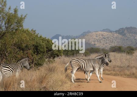 Drei Zebras, die an einem wolkenlosen Tag über eine unbefestigte Straße laufen. Stockfoto