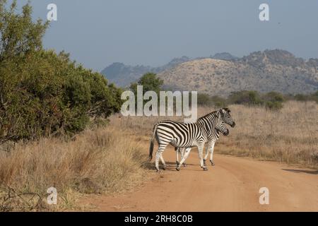 Zwei junge Zebras überqueren an einem wolkenlosen Tag eine Schotterstraße. Stockfoto