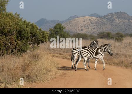 Zwei junge Zebras überqueren an einem wolkenlosen Tag eine Schotterstraße. Stockfoto