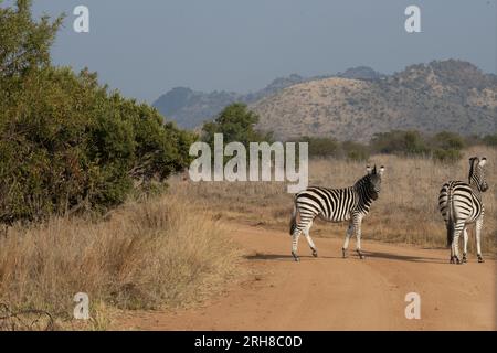 Zwei Zebras, die an einem wolkenlosen Tag auf einer unbefestigten Straße stehen. Stockfoto