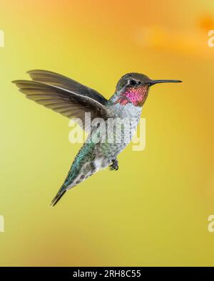 Männlich Annas Kolibri im Flug Stockfoto