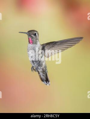 Unreifer Kolibri von männlicher Anna im Flug Stockfoto