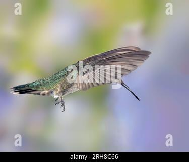 Weiblicher oder unreifer männlicher Annas Kolibri im Flug Stockfoto