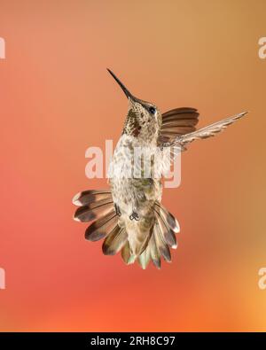 Der unreife Kolibri von männlicher Anna im Flug mit ausgestreckten Schwanzfedern Stockfoto