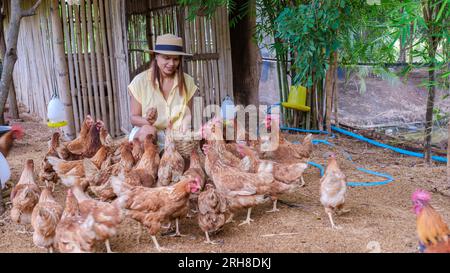 Asiatische Frauen pflücken Eier auf einer ökologischen Farm in Thailand. Öko-Farm mit Hühnchen in Thailand Stockfoto