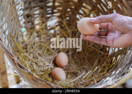 Asiatische Frauen pflücken Eier auf einer ökologischen Farm in Thailand. Öko-Farm mit Hühnchen in Thailand Stockfoto