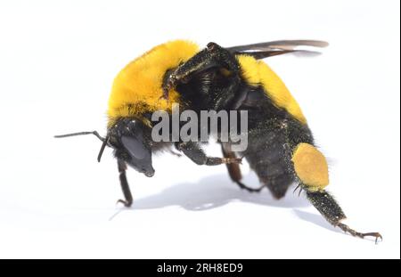 Morrison's Bumble Bee (Bombus Morrisoni) bedrohte Insektenarten, Mono Lake, Kalifornien Stockfoto