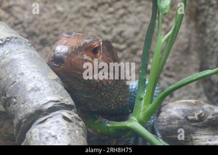 Los Angeles, Kalifornien, USA 14. August 2023 Caiman Lizard im Rainforest of the Americas im LA Zoo am 14. August 2023 in Los Angeles, Kalifornien, USA. Foto: Barry King/Alamy Stock Photo Stockfoto