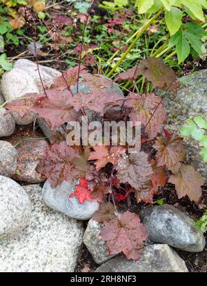 'Palace Purple' Kleine-leaved Alaun Wurzel, Småblommig alunrot (Heuchera micrantha) Stockfoto