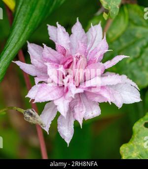'Multi Pink' frühe großblütige Gruppe, Klematis (Clematis Hybrid) Stockfoto