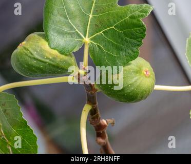 Gemeinsame Bild, Fikon (Ficus Carica) Stockfoto