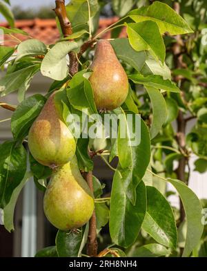 Konferenz der Europäischen Birne, Päron (Pyrus communis) Stockfoto