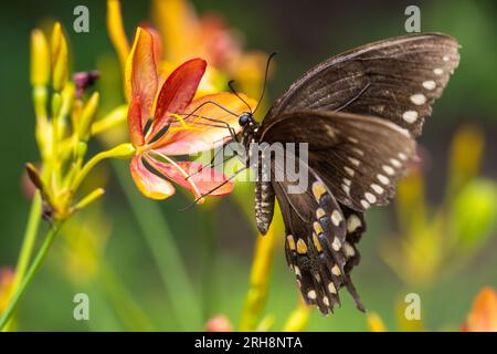 Östlicher Tiger Swallowtail (Papilio glaucus), dunkler Morph, auf einer bunten Gartenblume in Jacksonville, Florida. (USA) Stockfoto