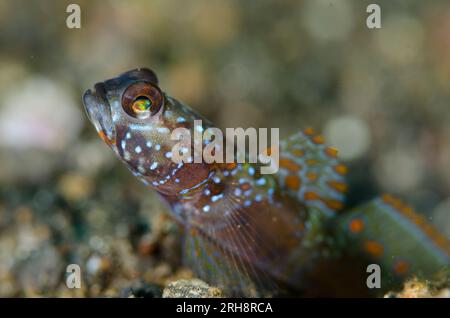 Goby, Amblyeleotris latifasciata mit breiter Flosse, Tauchplatz Bronsel, Lembeh-Straße, Sulawesi, Indonesien Stockfoto