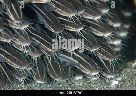 Gestreifter Wels, Plotosus lineatus, Schulfütterung im Sand, Tauchplatz Batu Sandar, Lembeh Straits, Sulawesi, Indonesien Stockfoto