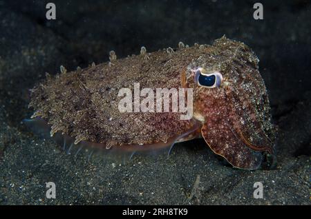Golden Cuttlefish, Sepia esculenta, Retak Larry Tauchplatz, Lembeh Straits, Sulawesi, Indonesien Stockfoto