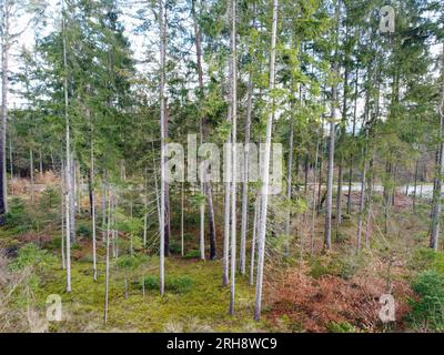 Waldverödung und Wiederaufforstung durch den Klimawandel in Bayern im Wald Stockfoto