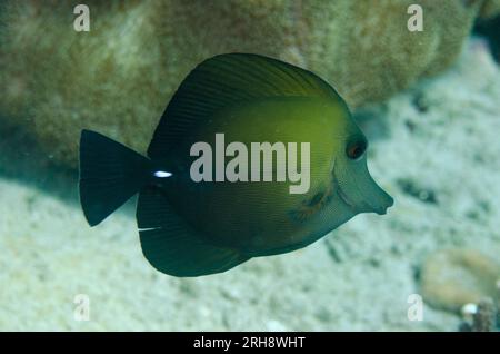 Brushtail Tang, Zebrasoma scopas, Tauchplatz Dropoff, Candidasa, Bali, Indonesien Stockfoto