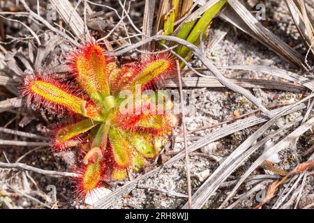 Drosera esterhuyseniae bei Caledon am Westkap Südafrikas Stockfoto