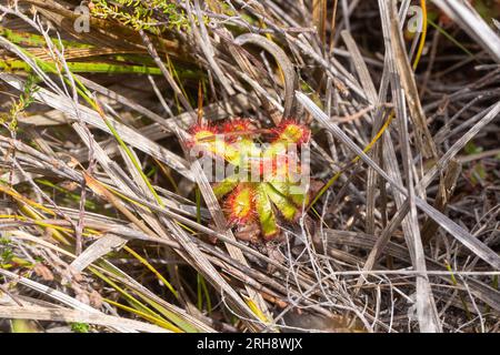 Drosera esterhuyseniae bei Caledon am Westkap Südafrikas Stockfoto