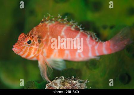 Threadfin Hawkfish, Cirrhitichthys aprinus, auf Black Sun Coral, Tubastraea micrantha, Love Potion No. 9 Tauchplatz, Balbulol Island, Misool, Raja Ampat Stockfoto