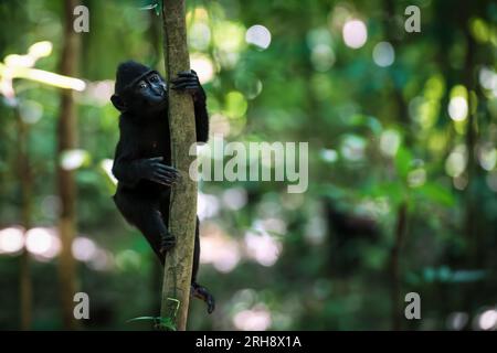 Young Celebes Crested Black Macaque, Macaca nigra, mit großen Augen im Wald des Tangkoko-Nationalparks, Sulawesi, Indonesien Stockfoto