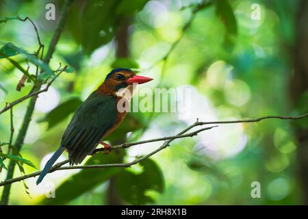 Weiblicher eisvogel mit grünem Rücken, Actenoides Monachus, endemisch im Wald des Tangkoko-Nationalparks, Nord-Sulawesi, Indonesien Stockfoto