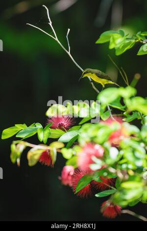 Weiblicher sonnenblumenkerl mit olivgrünem Rücken, Cinnyris jugularis, sitzt auf einer roten Puderpuderpflanze, Sulawesi, Indonesien Stockfoto