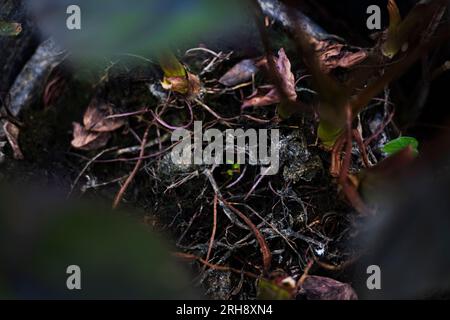 Wurzeln von Trocknungspflanzen, Hintergründe für Werbung und Tapeten in natürlichen Szenen und Außenlandschaften. Tatsächliche Bilder in Dekorationsideen Stockfoto