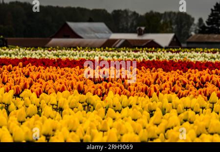 Skagit Valley Tulip Festival, Mount Vernon, Washington, Usa. Stockfoto