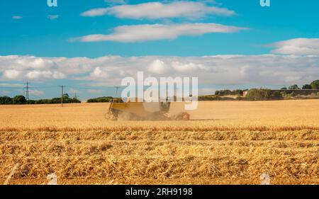 Weizenernte in der Sommersaison durch einen modernen Mähdrescher mit einem dramatischen Himmel im Hintergrund. Bauern sichern Nahrungsmittelversorgung und Fütterung Stockfoto