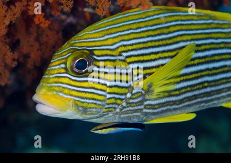 Ribbon Sweetlips, Plectorhinchus polytaenia, gereinigt von Bluestreak Cleaner Wrasse, Labroides dimidiatus, Boo Rocks Tauchplatz, Boo Island, Misool Stockfoto