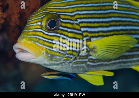 Ribbon Sweetlips, Plectorhinchus polytaenia, gereinigt von Bluestreak Cleaner Wrasse, Labroides dimidiatus, Boo Rocks Tauchplatz, Boo Island, Misool Stockfoto