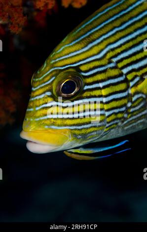 Ribbon Sweetlips, Plectorhinchus polytaenia, gereinigt von Bluestreak Cleaner Wrasse, Labroides dimidiatus, Boo Rocks Tauchplatz, Boo Island, Misool Stockfoto