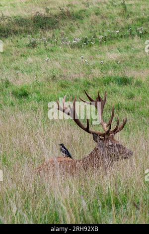 Rotwild-Hirsch im Hirschpark in Ashton Court, Bristol Stockfoto