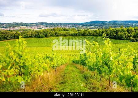 Weinreben im Weingut Denbies mit Dorking im Hintergrund, Surrey, England Stockfoto