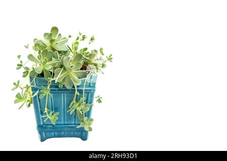 Cinese dunce Cap oder orostachys iwarenge Pflanze isoliert auf weißem Hintergrund mit Kopierraum Stockfoto