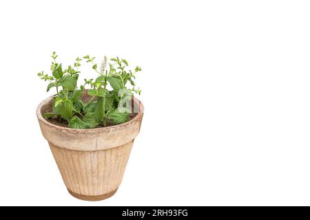 Mentha rotundifolia Minzkraut im Tontopf isoliert auf weißem Hintergrund mit Kopierraum Stockfoto