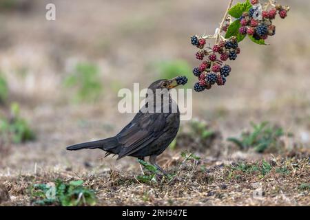 Blackbird; Turdus merula; Female; Eating Blackberries; UK Stockfoto