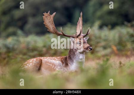 Fallow Deer; Dama dama; Buck; UK Stockfoto